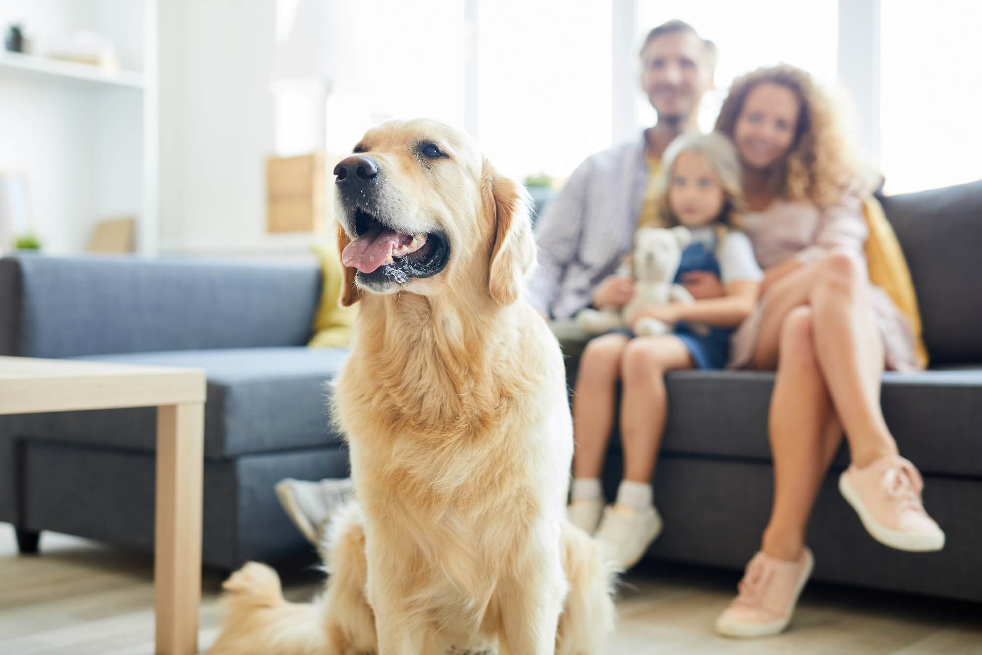 Latest Aggressive Dog Breeds Not Allowed In Apartments Ideas in 2022